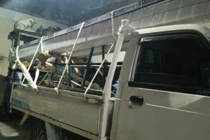 IMAGE BEKEL LAS MAHKOTA (10) IMAGE BEKEL LAS MAHKOTA (10)